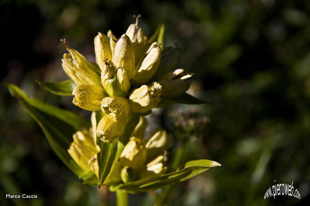 08_Genziana punteggiata.JPG